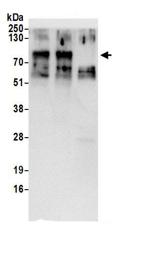TGN38 Antibody