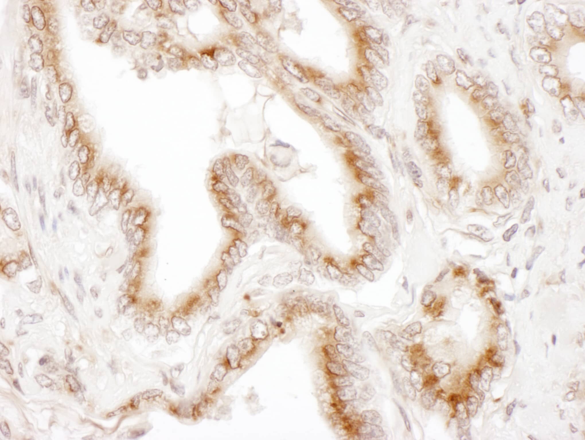 TGN38 Antibody