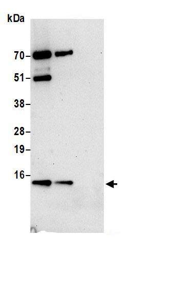 HIGD1A Antibody