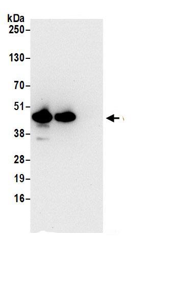 VAT1 Antibody