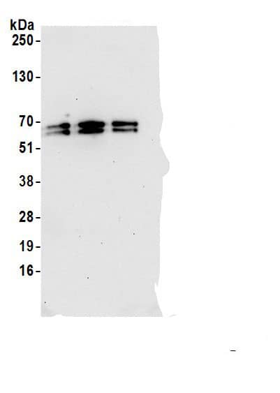 UAP1 Antibody