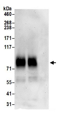 SLC7A2 Antibody