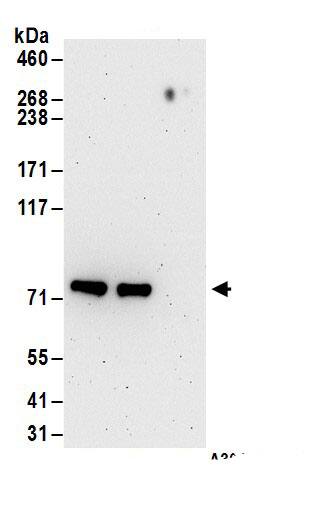 TRM1 Antibody