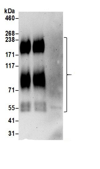 NHE6/SLC9A6 Antibody