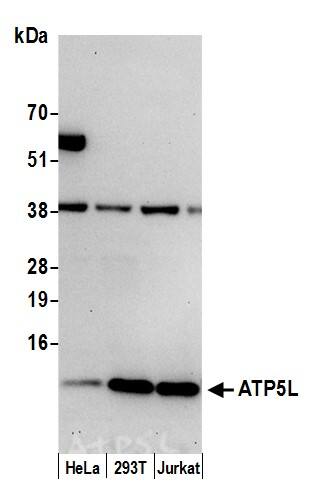 ATP5L Antibody