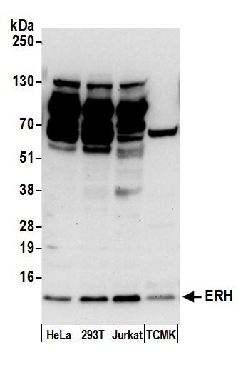 ERH Antibody