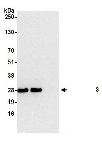 PAFAH1B3 Antibody