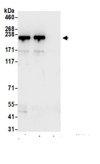 Myosin Heavy Chain Antibody