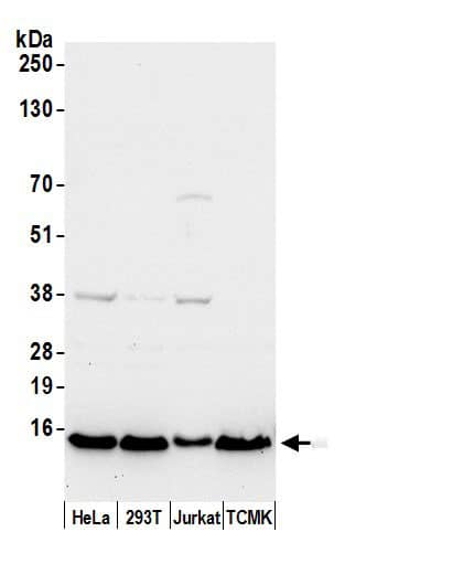 Cytochrome c Antibody