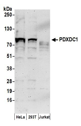 PDXDC1 Antibody