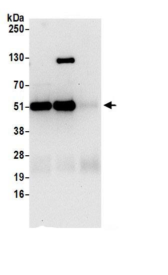 Nesfatin-1/Nucleobindin-2 Antibody