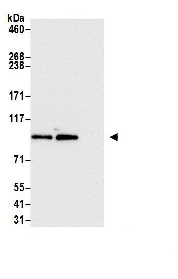 BICD2 Antibody