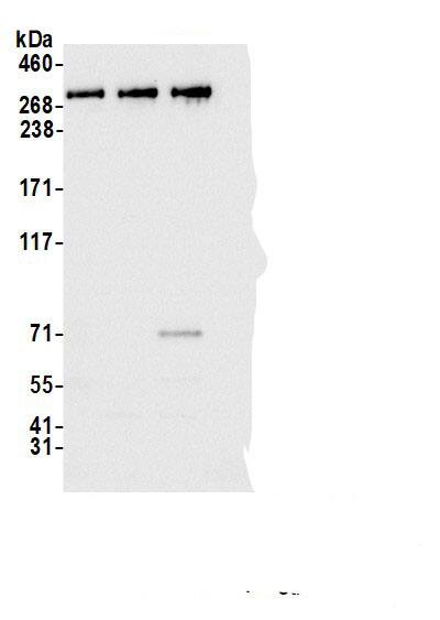 KAT4/TBP Associated Factor 1 Antibody