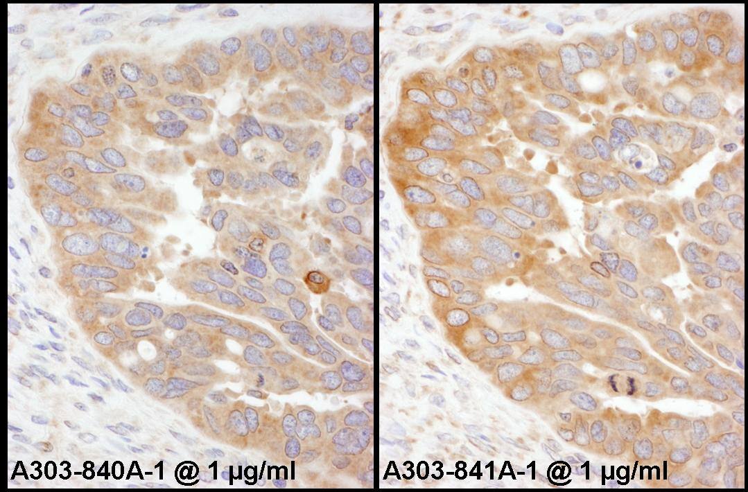 RPS3 Antibody