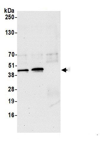 HNRPA3 Antibody