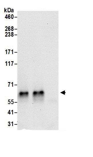 DAGLB Antibody