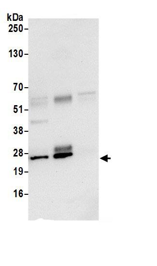 REXO2 Antibody