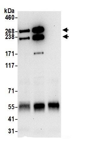 Talin1 Antibody