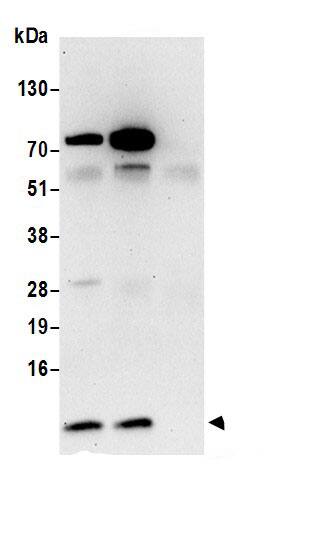 RPS28 Antibody