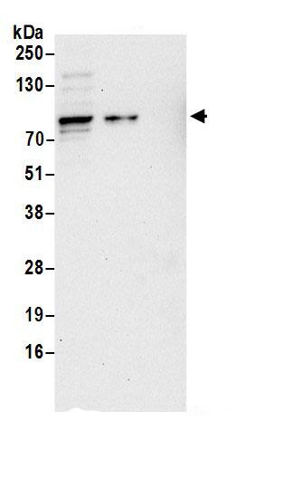 Epsin 1 Antibody