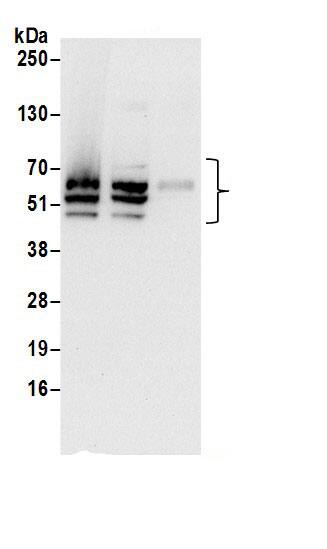 PPAN Antibody