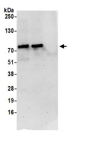 PPIL4 Antibody