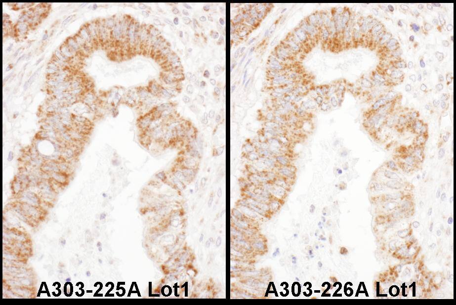 mtTFA Antibody