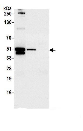 FAM98B Antibody