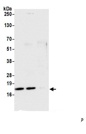 CGI-128 Antibody