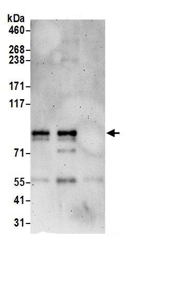 JPH2 Antibody