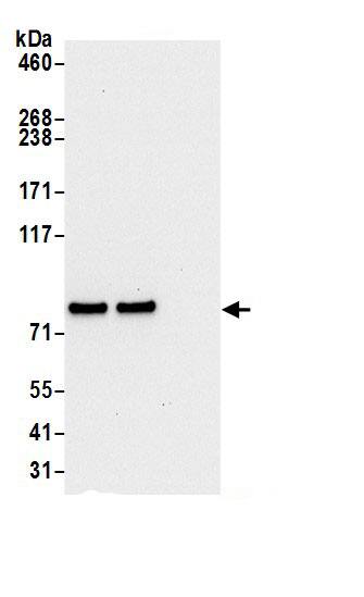 LETM1 Antibody