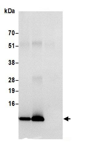 ATP5I Antibody