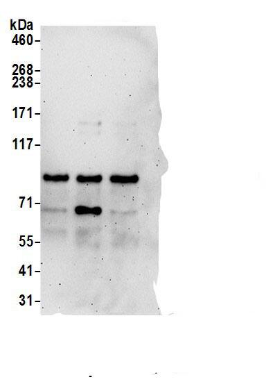 PPP1R18 Antibody