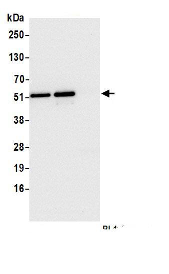 RPL4 Antibody