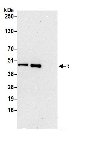 SUCLG2 Antibody