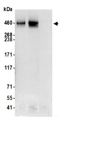 PRRC2C Antibody