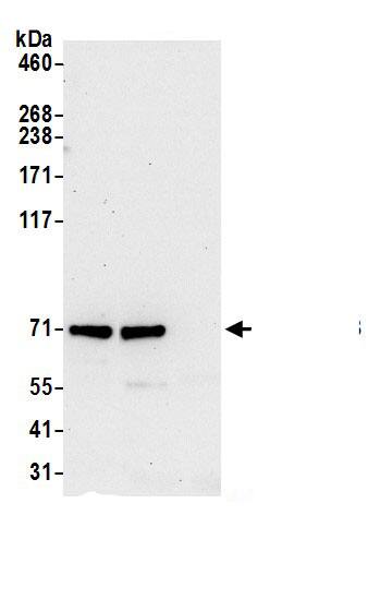 TJP3 Antibody