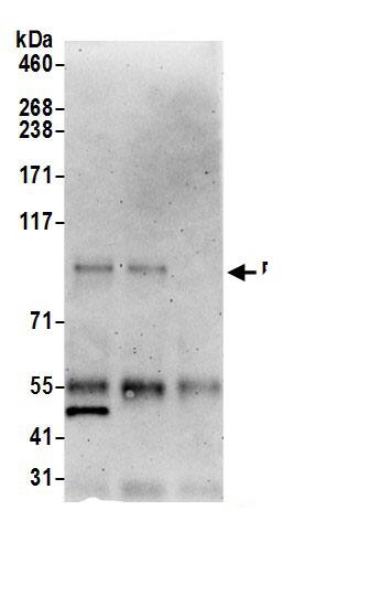 PEG10 Antibody