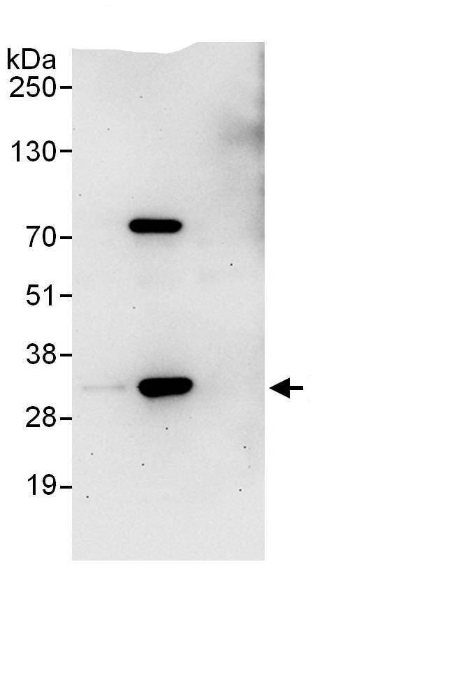 PSMA1 Antibody