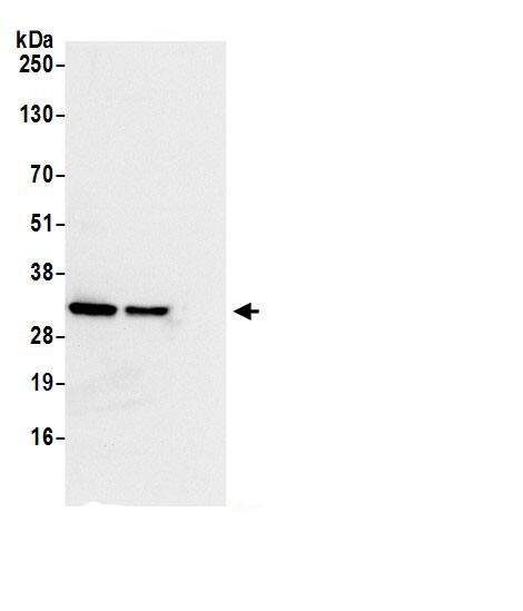 RPS3A Antibody