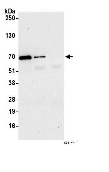 Ubiquilin 1 Antibody