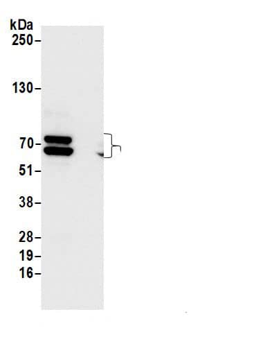 hnRNP-Q Antibody