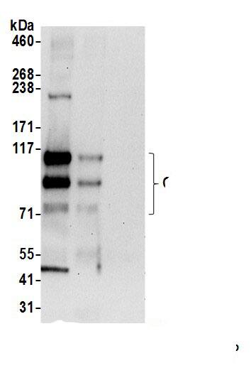 CCDC186 Antibody