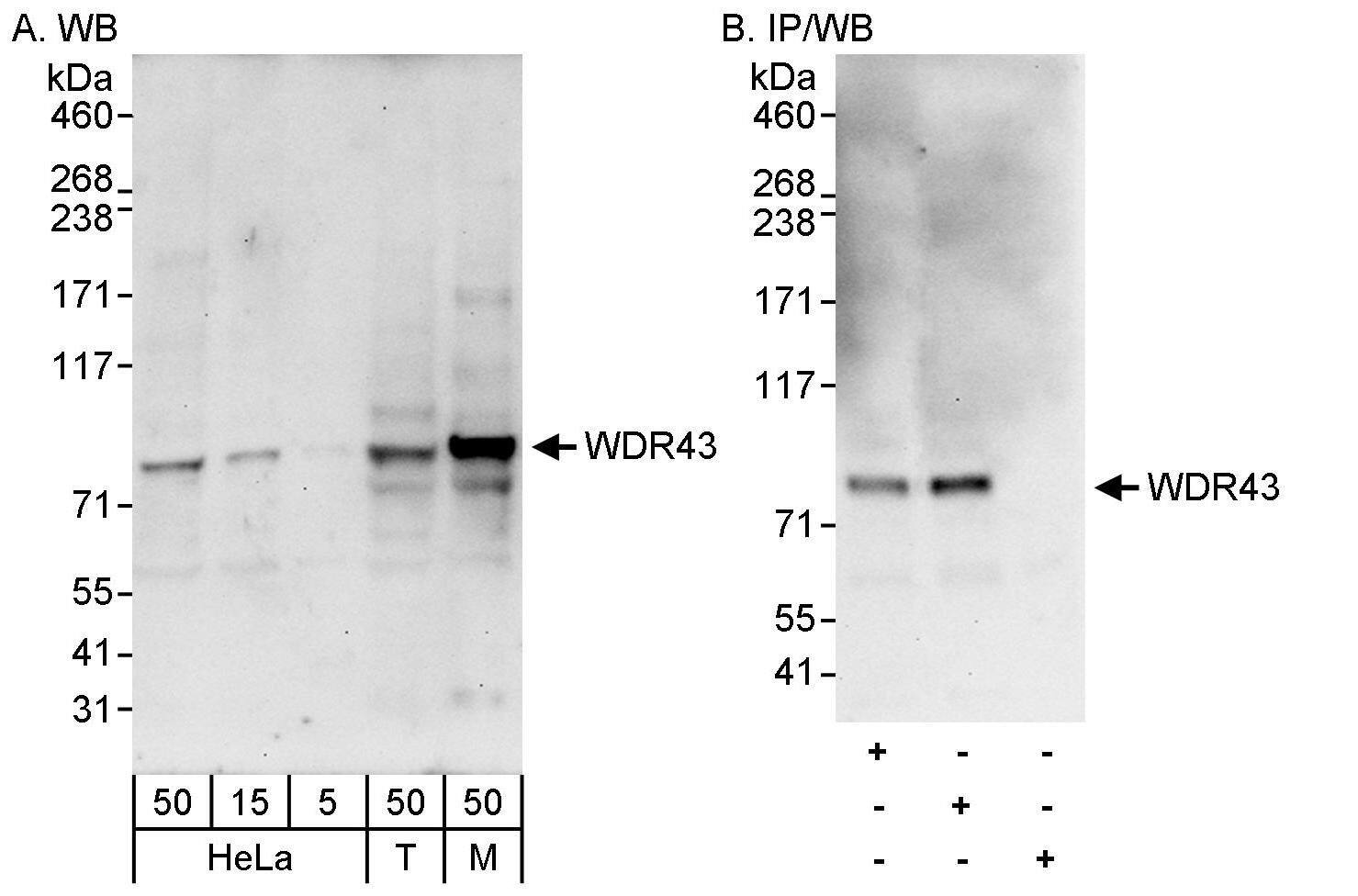 WDR43 Antibody