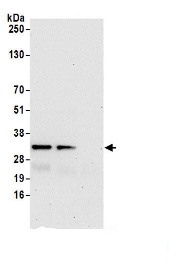 RWDD1 Antibody