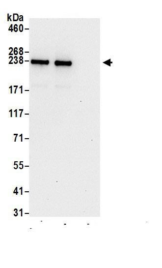 Myosin Heavy Chain Antibody