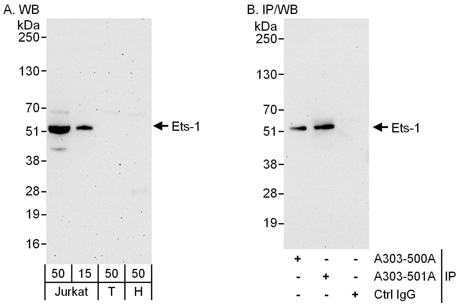 Ets-1 Antibody