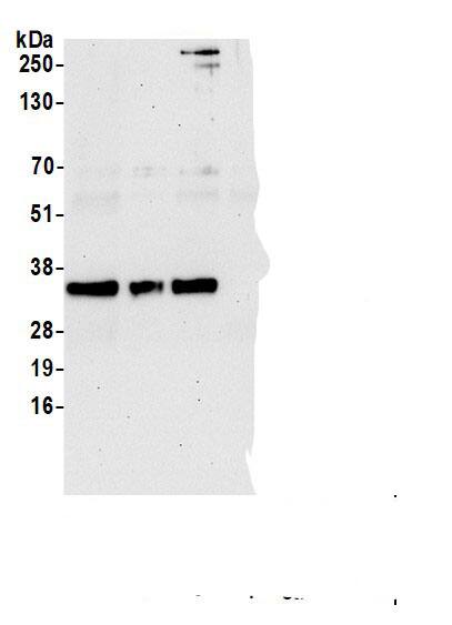 POLR2C Antibody