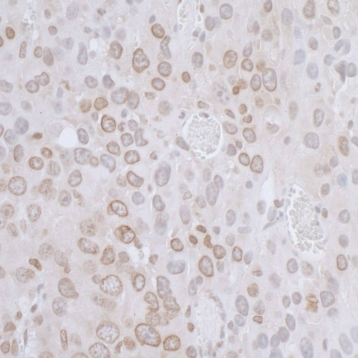 Thymopoietin/LAP2 Antibody