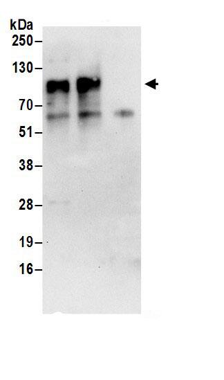 TGN38 Antibody